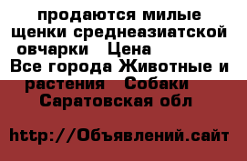 продаются милые щенки среднеазиатской овчарки › Цена ­ 30 000 - Все города Животные и растения » Собаки   . Саратовская обл.
